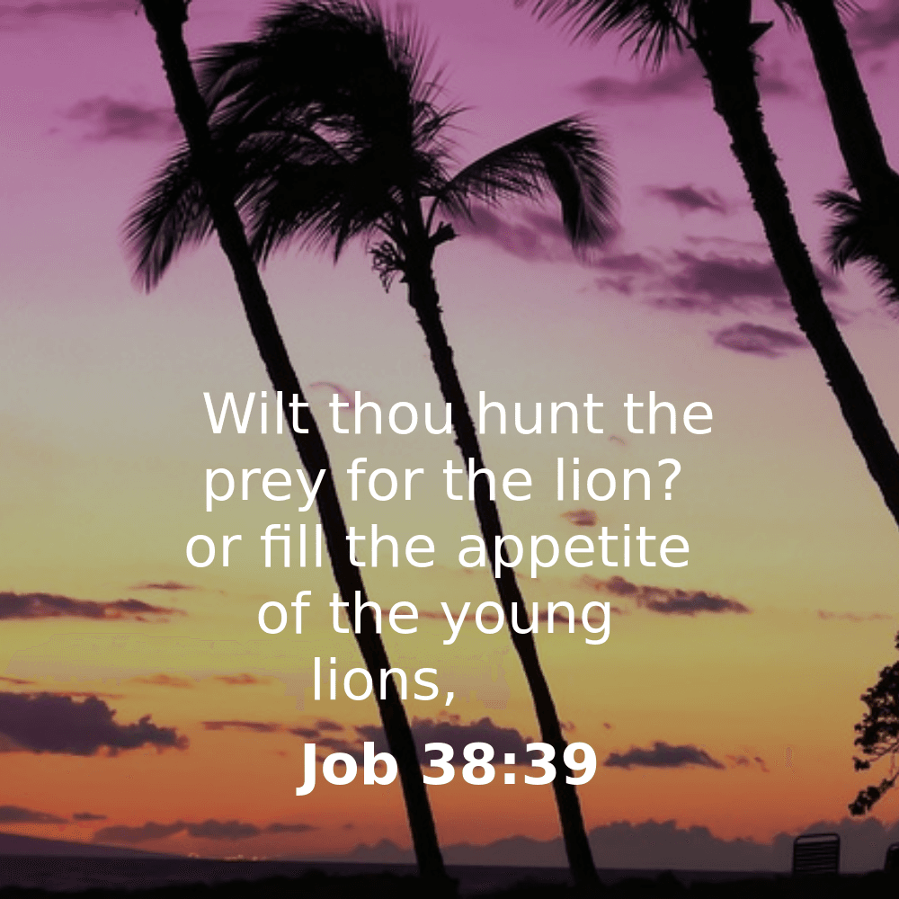Job 38:39 - Bibleverses.net